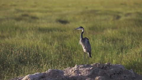 Black Headed Heron Bird, African Birds in Amboseli in Kenya on Wildlife Safari Stock-Footage 346554292