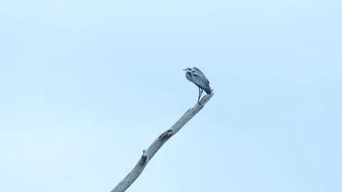 Black-Headed Heron Stock Footage 120903473