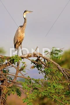 Black-Headed Heron Stock Photos