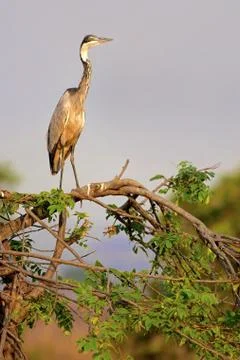 Black-Headed Heron Stock Photos