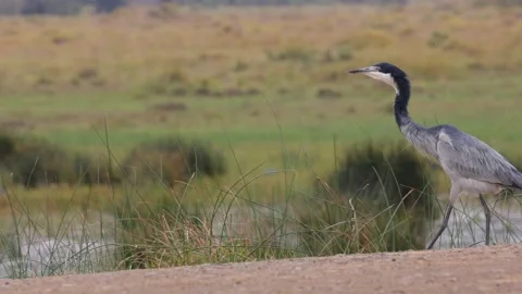 Black headed heron shaking his feathers Stock Footage 212382554