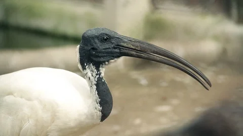The black-Headed Ibis Close up 库存影片 100176826