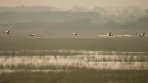 Black headed ibis flying over wetland habitat in gujarat india 02 Stock Footage 337642809