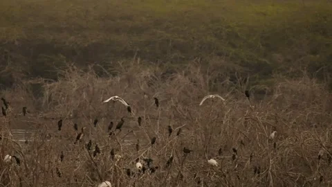 Black headed ibis flying over wetland habitat in gujarat india 03 Stock Footage 337642823
