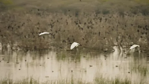 Black headed ibis flying over wetland habitat in gujarat india 01 Stock Footage 337642872