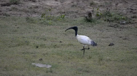Black-headed Ibis Stock Footage 50633873
