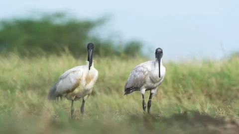 Black headed ibis Video stock 258024513