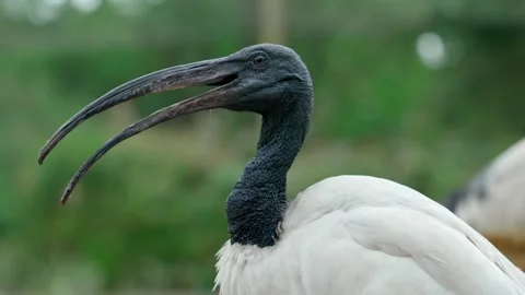 Black-headed Ibis Stock Footage 315175848