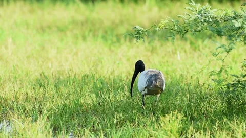 Black headed ibis or black necked ibis in natural green background at keoladeo Video stock 143982741