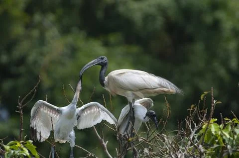 Black Headed Ibis Foto stock