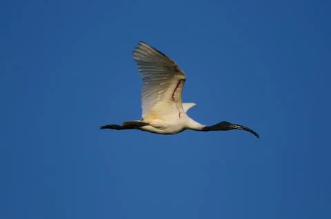 Black Headed Ibis Stock Photos