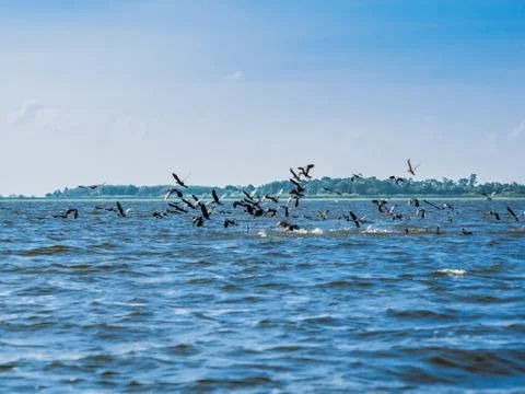 Black-headed ibis Foto stock