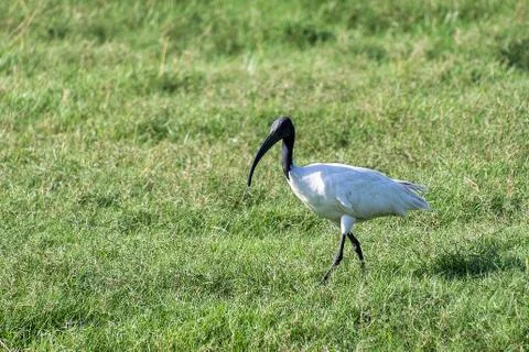Black-headed ibis Stock Photos
