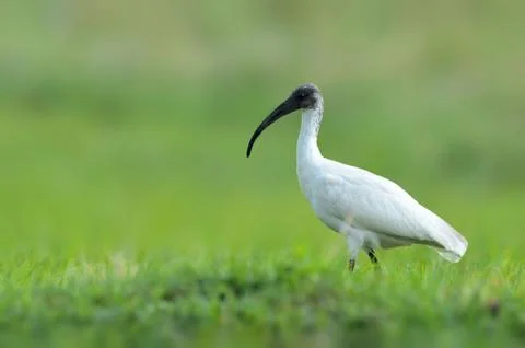 Black-headed ibis Stock Photos