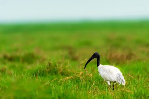 Black headed Ibis Stock Photos
