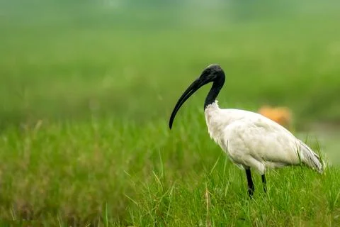 Black headed Ibis Stock Photos