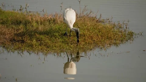 Black headed ibis with reflection in wetland water gujarat india 01 Stock Footage 337642874