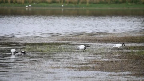 Black-headed Ibis scratching itself in the water in Tadoba national park Stock Footage 273874123