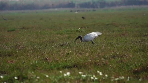 Black headed ibis takes off in flight Stock Footage 172058695