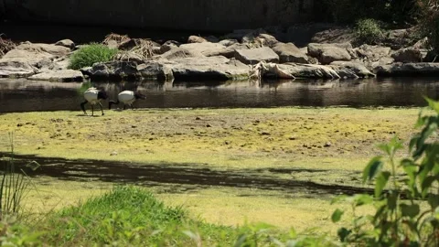 Black-headed ibis walking and eating in the river (Threskiornis gray) Stock Footage 244863318