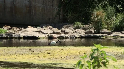 Black-headed ibis walking and eating in the river (Threskiornis gray), Italy Stock Footage 244863324