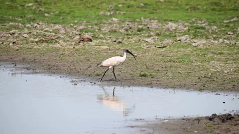 Black headed Ibis walking out of the water in Kaziranga national park Stock Footage 308529490