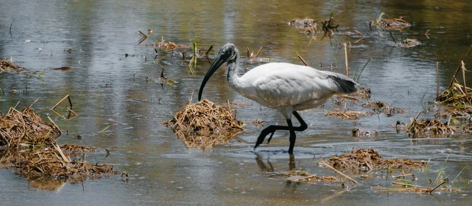 Black-headed ibis walking in a shallow waters hunting fish. Stock Photos