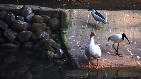A black-headed ibis, white goose, and Black-crowned night heron captured to.. Stock Footage 341345313