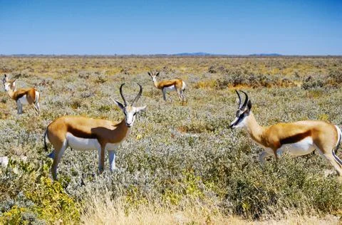 Black headed impala Stock Photos
