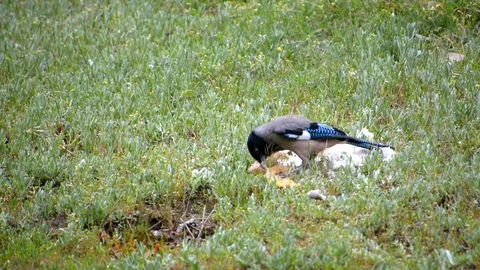 Black-headed Jay bird feeding Vídeos de archivo 114951780