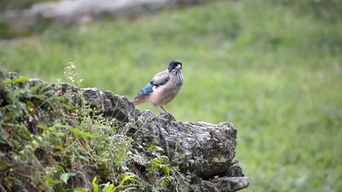 Black-headed Jay bird Vídeos de archivo 114951977