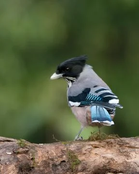Black headed Jay on a log Stock Photos