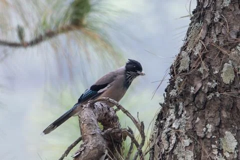Black-headed jay or Garrulus lanceolatus in Binsar in Uttarakhand, India Stock Photos