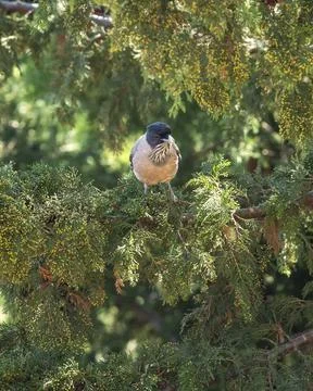 Black headed jay or lanceolated jay or Garrulus lanceolatus closeup of bird Stock Photos