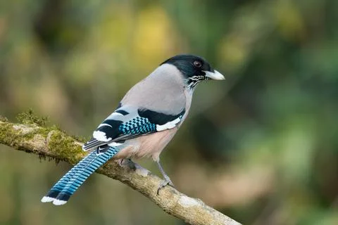Black headed Jay Stock Photos