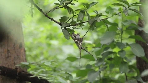 Black headed Monarch, aka black naped flyeater,  Feeding its chics, Stock Footage 279912146
