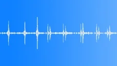 Black-headed oriole calling Sound Effect