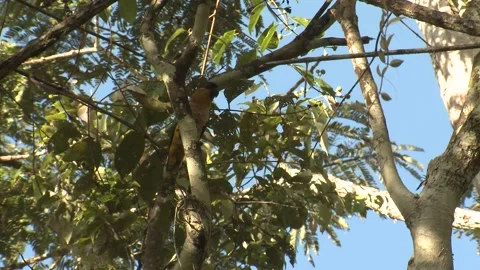 Black-headed Parrot Bird Perched Flying in Amazon Jungle Canopy Video stock 132609622
