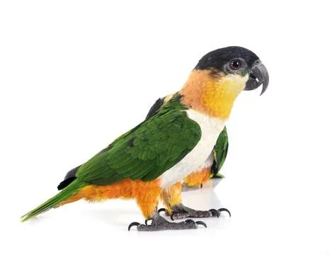 Black-headed parrot in studio Stock Photos