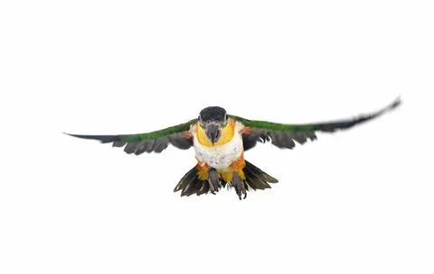 Black-headed parrot in studio Stock Photos