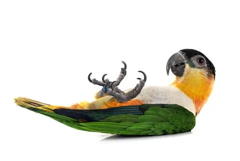Black-headed parrot in studio Stock Photos