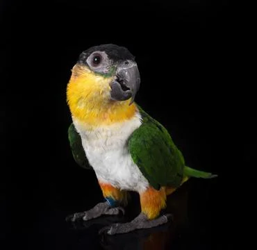 Black-headed parrot in studio Stock Photos