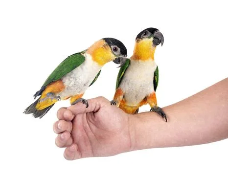 Black-headed parrot in studio Stock Photos