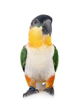 Black-headed parrot in studio Stock Photos