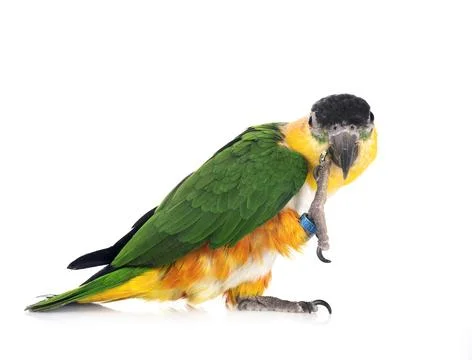 Black-headed parrot in studio Stock Photos