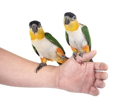 Black-headed parrot in studio Stock Photos