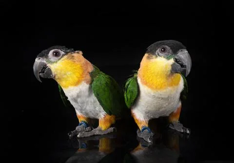 Black-headed parrot in studio Stock Photos
