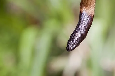A Black Headed Python (Aspidites melanocephalus) in the Daintree Rainforest, Que 스톡 사진