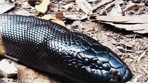 Black Headed Python close shot 스톡 동영상 244687301