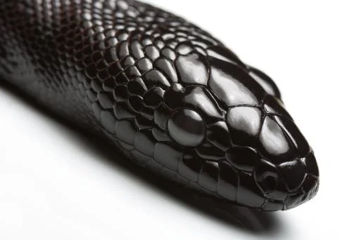 Black headed python 스톡 사진